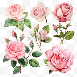 浪漫粉红色花朵图片_复古玫瑰的集合与分支彩色水彩粉