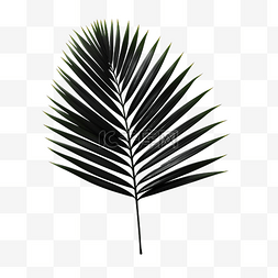 热带树叶自然阴影图片_模糊的黑色热带棕榈叶与阴影PNG文