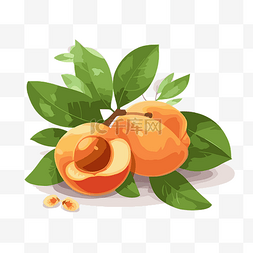 杏子杏仁图片_杏子剪贴画 杏子与叶子和浆果卡