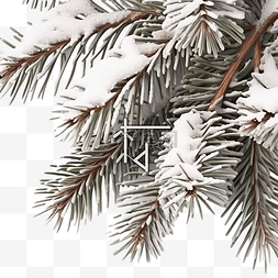 雪圣诞节背景中的松枝