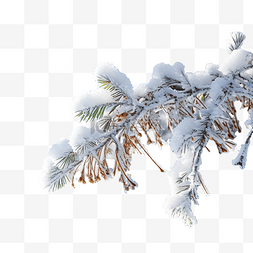 冬季树枝雪花图片_冬天阳光明媚的日子里，圣诞树枝