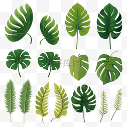 一组热带叶龟背竹森林树叶插图PNG