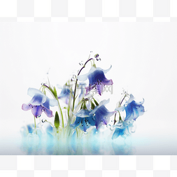 飞燕草兰花与水滴在白色背景