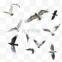 飞翔白色鸽子图片_一群鸟飞翔隔离