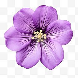 紫丝带图片_紫花