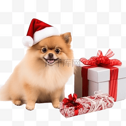 圣诞鹿角帽图片_圣诞树附近有鹿角帽边缘的博美犬