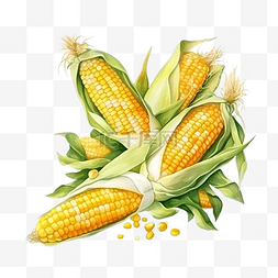 玉米和谷物图片_水彩画新鲜甜黄玉米数字绘画食品