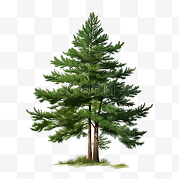 单棵绿松树平面物体png