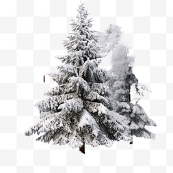 被雪覆盖的圣诞树图片_冷杉的枝条被雪覆盖