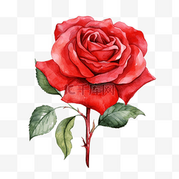 水彩红玫瑰