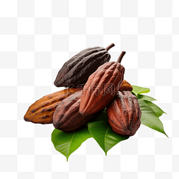 巧克力荚图片_克里奥罗可可豆或巧克力果