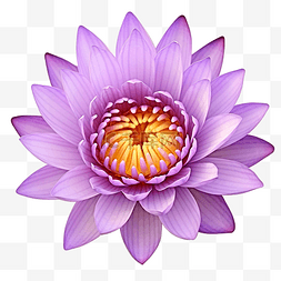 荷花禅图片_紫色莲花与剪切路径隔离