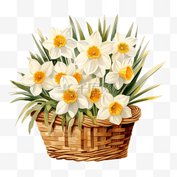 篮子里的白色水仙花插画