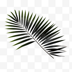 热带树枝黑色棕榈叶与阴影PNG文件