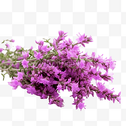 紫色百里香花