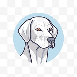 蓝色背景中的白色拉布拉多猎犬 