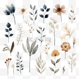 浅褐色花图片_一组干植物叶和花元素插图