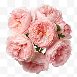 绽放的玫瑰图片_美丽的一簇柔和的粉红色花园玫瑰