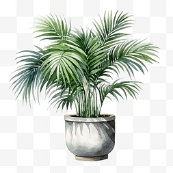 带盆的植物图片_水彩家居装饰棕榈植物带盆