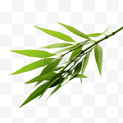 绿色竹叶隔离png
