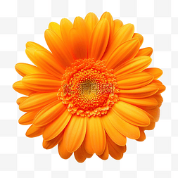 白色橙花图片_美丽明亮的橙色菊花雏菊顶视图照