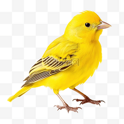 黄色羽毛翅膀图片_黄色羽毛的鸟