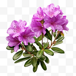 紫色杜鹃花植物