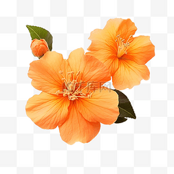 科迪亚橙花