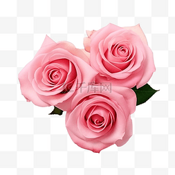 红玫瑰背景图片_带有切口的孤立白色背景上的粉红