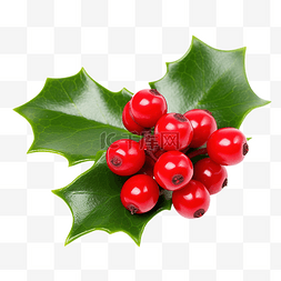 冬天的红叶图片_传统的圣诞冬青，白木上有红色浆