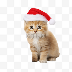 圣诞老人和框图片_有圣诞红色和金色装饰品的小猫