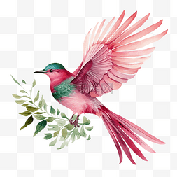 粉红色的鸟，绿色的翅膀