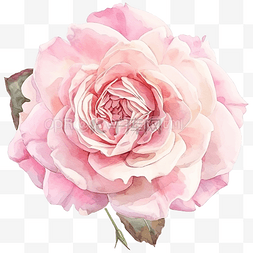 水彩粉红色盛开的玫瑰花