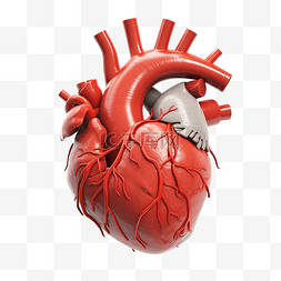 心臟图片_人體心臟解剖