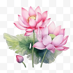莲花水彩元素粉色花朵植物