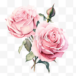 两朵粉红玫瑰水彩插图