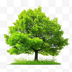 春天的树在新鲜的绿色自然更新