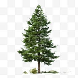 单棵绿松树平面物体png