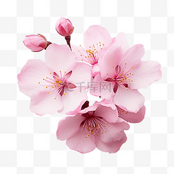 粉色樱花背景图片_樱花 樱花 花