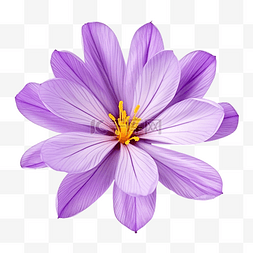 花 紫色 藏红花