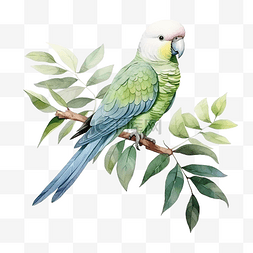 长尾小鹦鹉鹦鹉鸟与桉树成分水彩