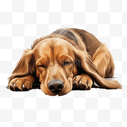 白色的地板图片_可爱的长耳棕色狗睡在地板上，它