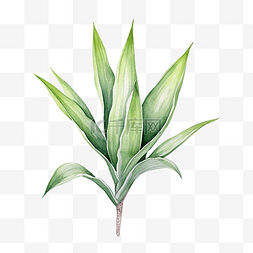 手绘水彩热带植物图片_狐尾龙舌兰热带植物水彩插图