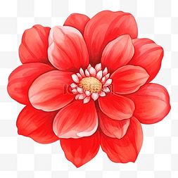 红花水彩画装饰元素