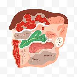 外皮系统剪贴画人体显示肉和蔬菜