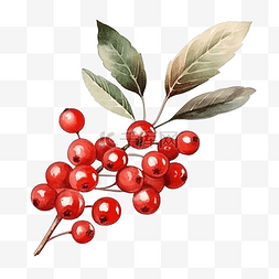 水彩红色叶子图片_水彩红色冬季浆果圣诞冬青树枝装