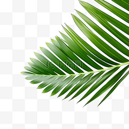 夏季概念的椰子叶