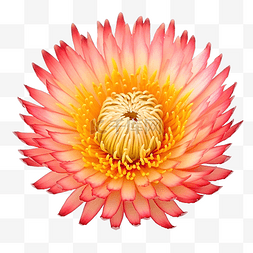 白色橙花图片_稻草花 xerochrysum bracteatum 花分离