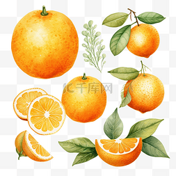 溅起的水彩图片_橙色水果水彩剪贴画