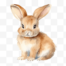 新年测运势图片_可爱的兔子插画水彩艺术